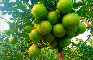 Đặc sản cam giòn Xuân Hòa trên đất Thượng Lộc Đặc sản cam giòn Xuân Hòa trên đất Thượng Lộc