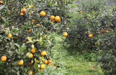 Thăng trầm cây ăn quả có múi ở Hà Tĩnh Thăng trầm cây ăn quả có múi ở Hà Tĩnh