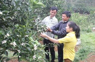 Nỗ lực mang thương hiệu cam Thượng Lộc vươn xa Nỗ lực mang thương hiệu cam Thượng Lộc vươn xa