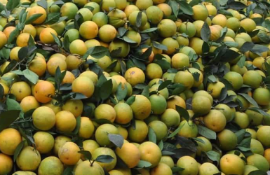 Cam giòn Xuân Hòa – Sự lựa chọn hàng đầu của người tiêu dùng Cam giòn Xuân Hòa – Sự lựa chọn hàng đầu của người tiêu dùng