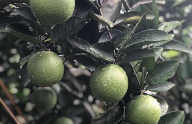 Top 8 loại cam ngon nhất đất Việt Top 8 loại cam ngon nhất đất Việt