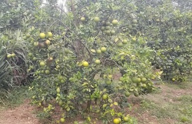 Hào hứng đón cam giòn Thượng Lộc vào mùa Hào hứng đón cam Thượng Lộc vào mùa